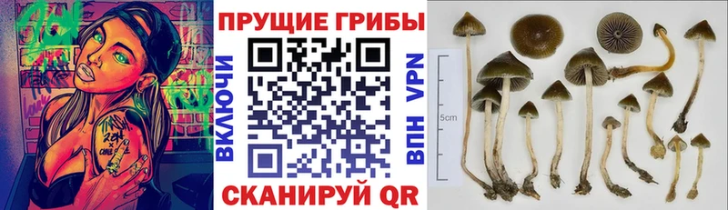 это какой сайт  сколько стоит  Ряжск  Галлюциногенные грибы мицелий 